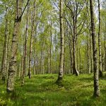 domowe sposoby na kleszcze